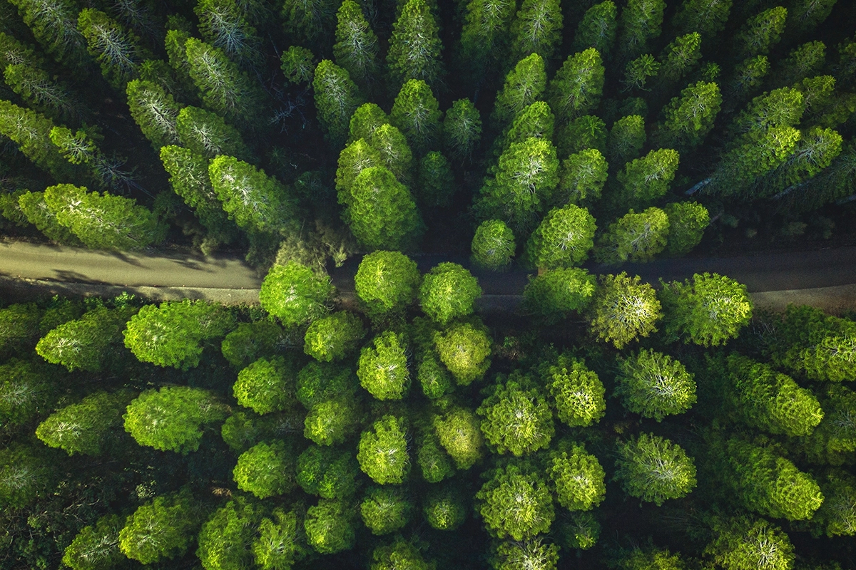 Birds_eye_view_forest_road_Managed_Services_Australia