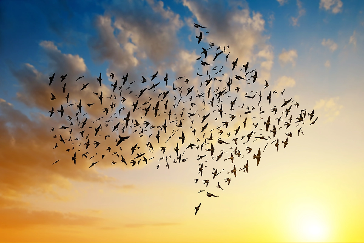Email and Data Migration Services